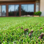 A lawn with aeration cores in grass in front of a house.