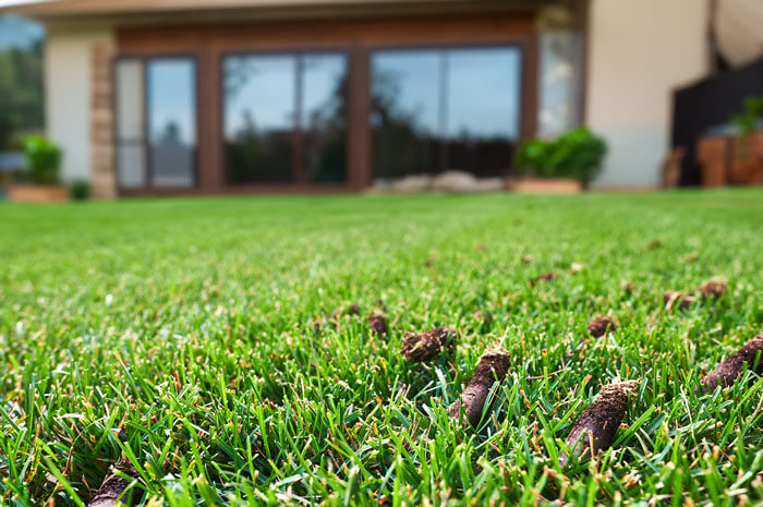 A lawn with aeration cores in grass in front of a house.