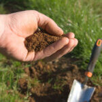 A close-up of a hand holding rich soil with a garden trowel and green grass in the background.