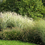 A diverse collection of ornamental grasses in a grassy area