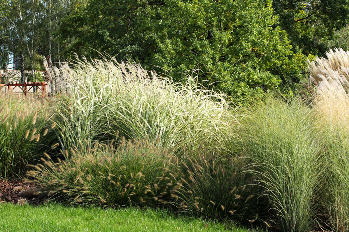 A diverse collection of ornamental grasses in a grassy area