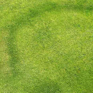 lawn with fairy ring disease