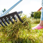 Woman dethatches grass with a rake