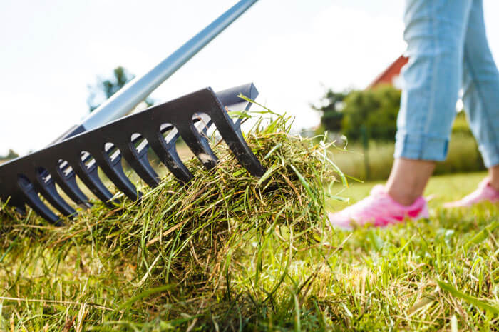 Woman dethatches grass with a rake