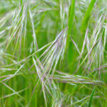 Cheatgrass in green grass