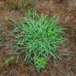patch of crabgrass on brown lawn
