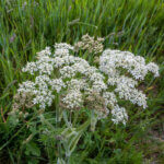 hogweed in tall grass