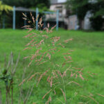 Johnsongrass in backyard