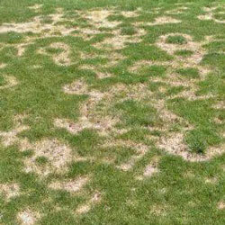 grass with ring spot disease