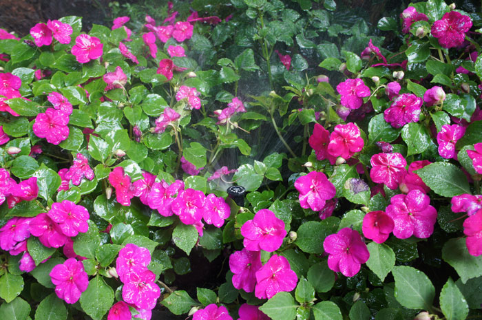 in-ground sprinkler waters purple flowers