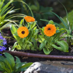 close-up of landscaping with drip irrigation winding through a mix of greenery and flowers