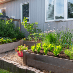 backyard container gardens filled with vegetables